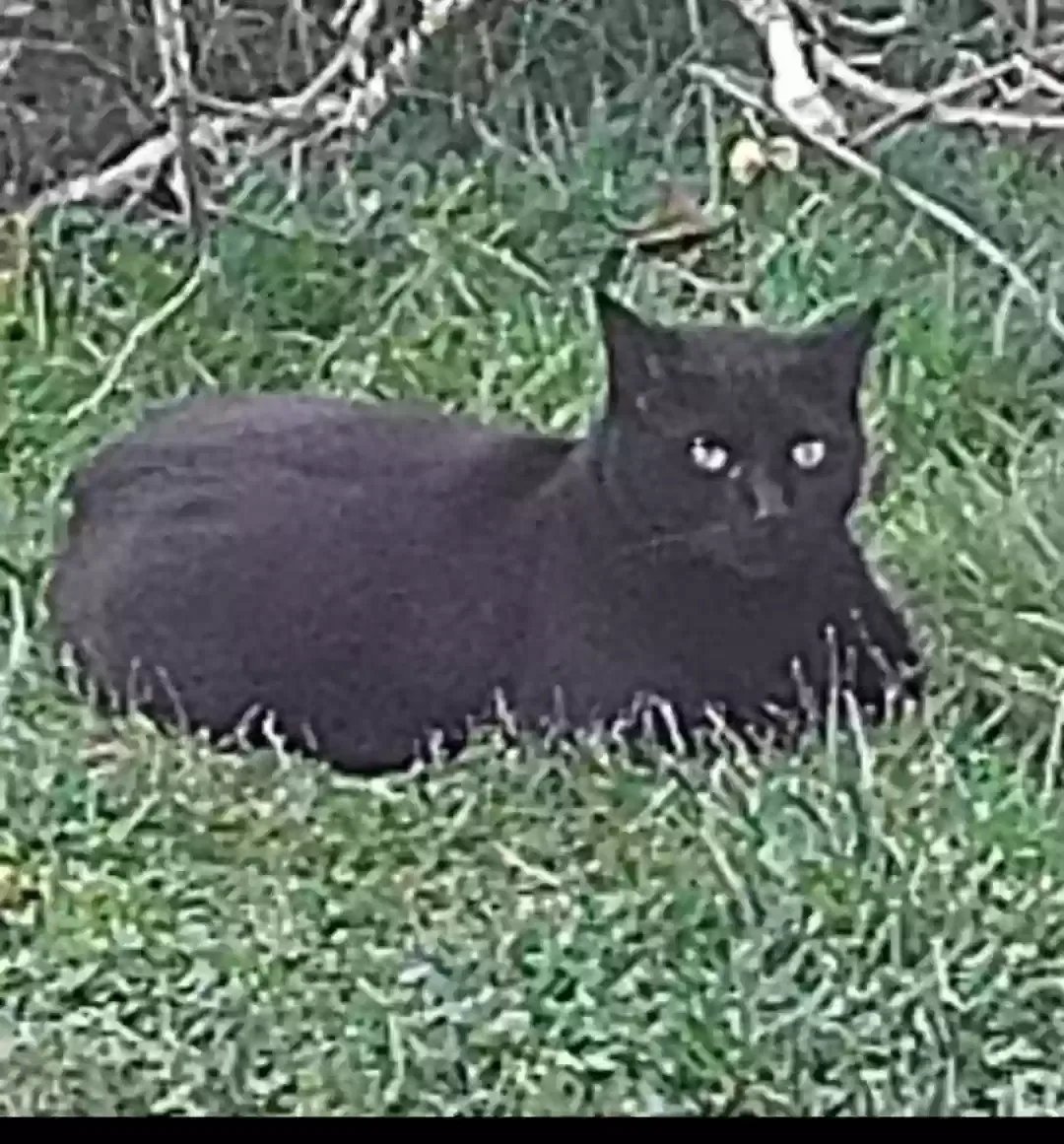 Lost cat in North Olmsted, OH, 44070