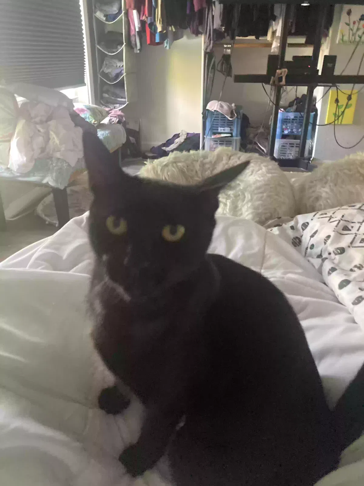 Lost cat in Roseville, CA, 95747
