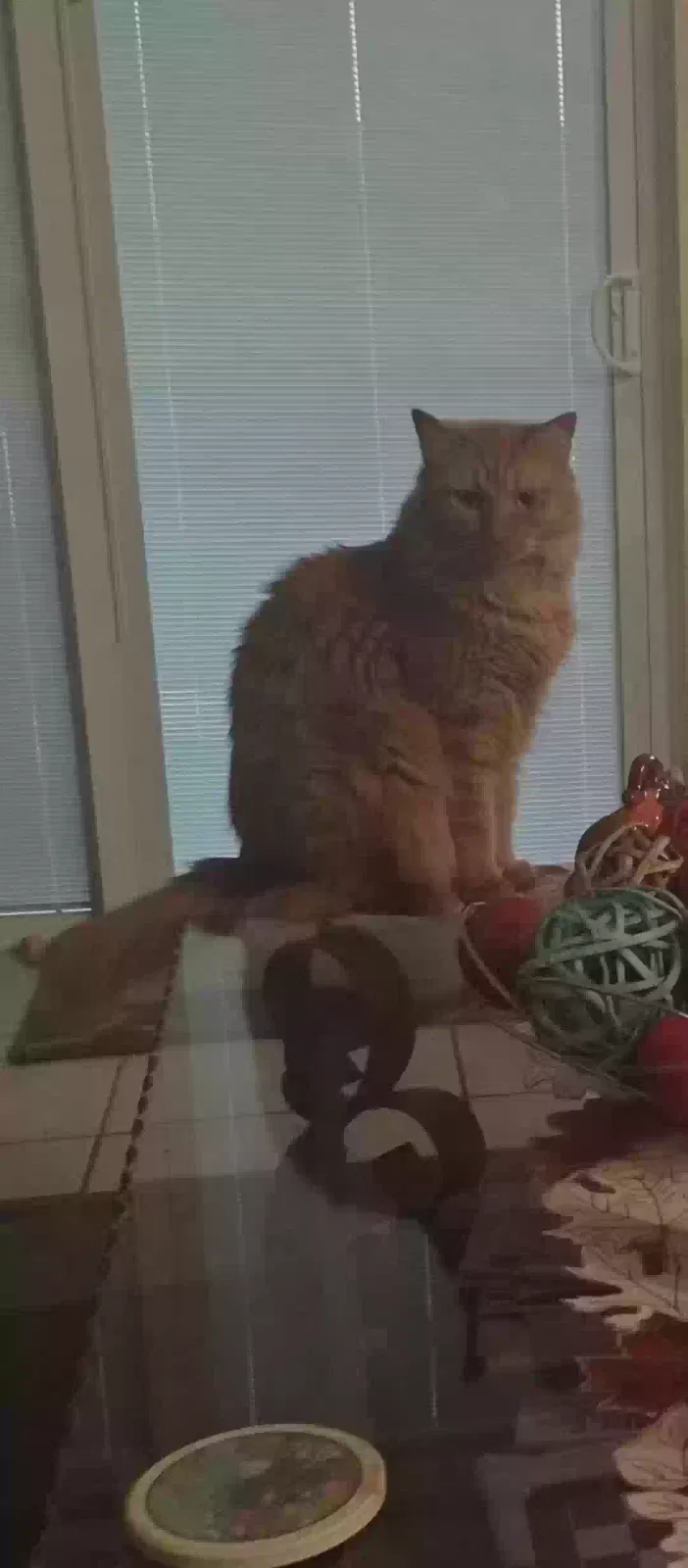Lost cat in Haines City, FL, 33844