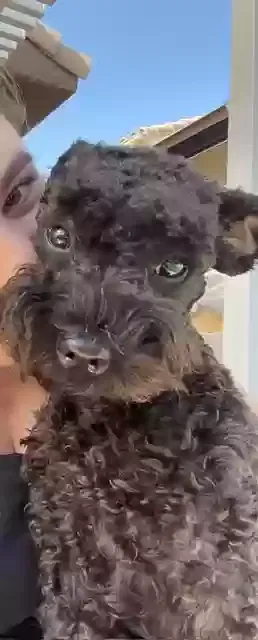 Lost dog in Las Vegas, NV, 89129