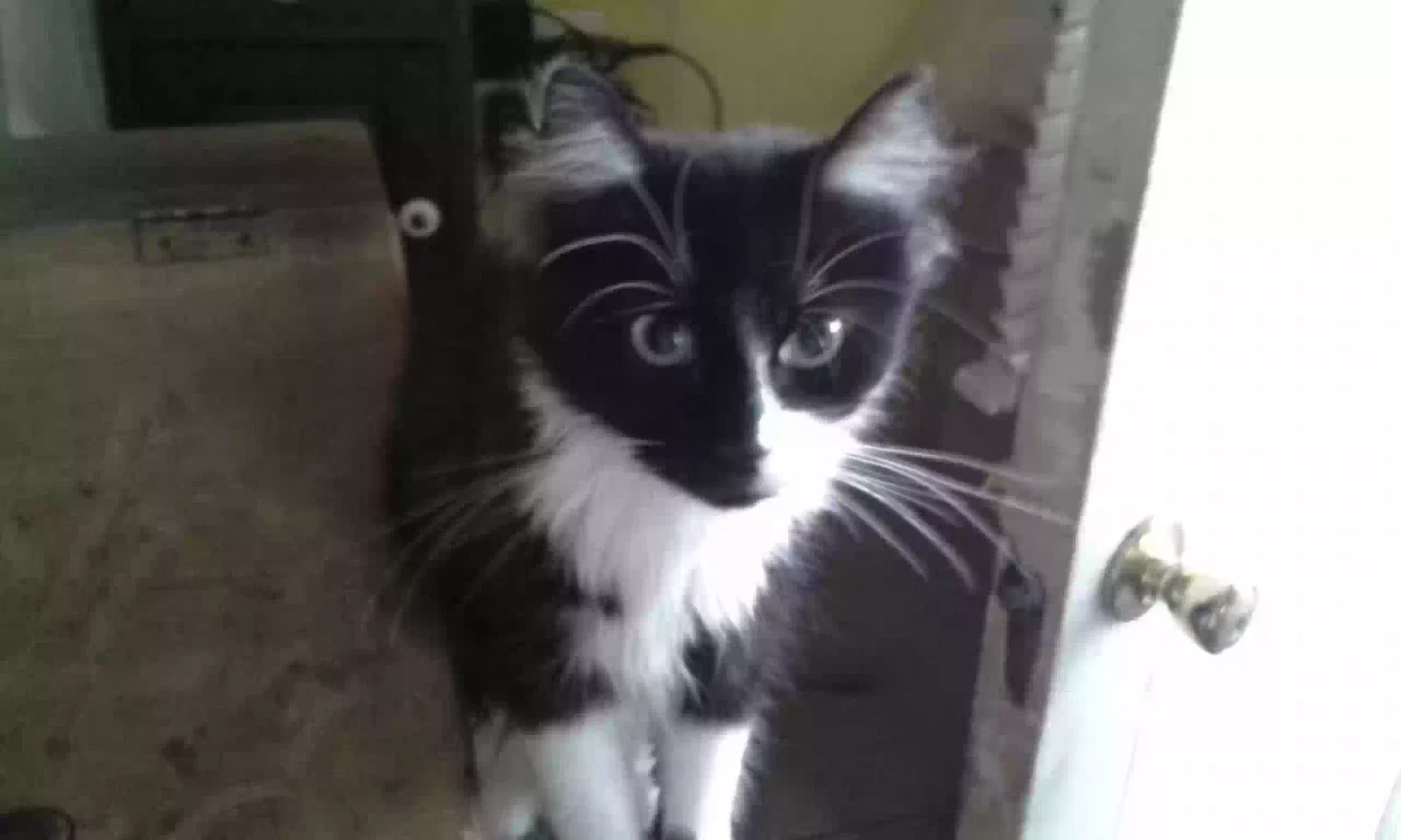 Lost cat in Cincinnati, OH, 45212