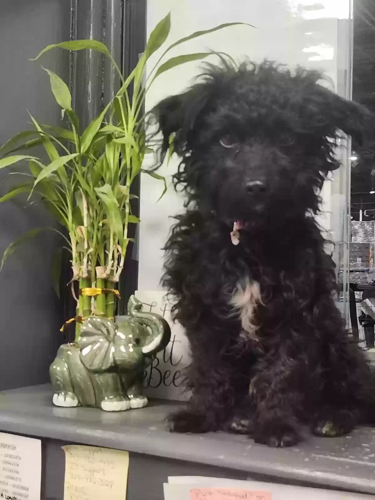 Lost dog in Richmond, VA, 23224