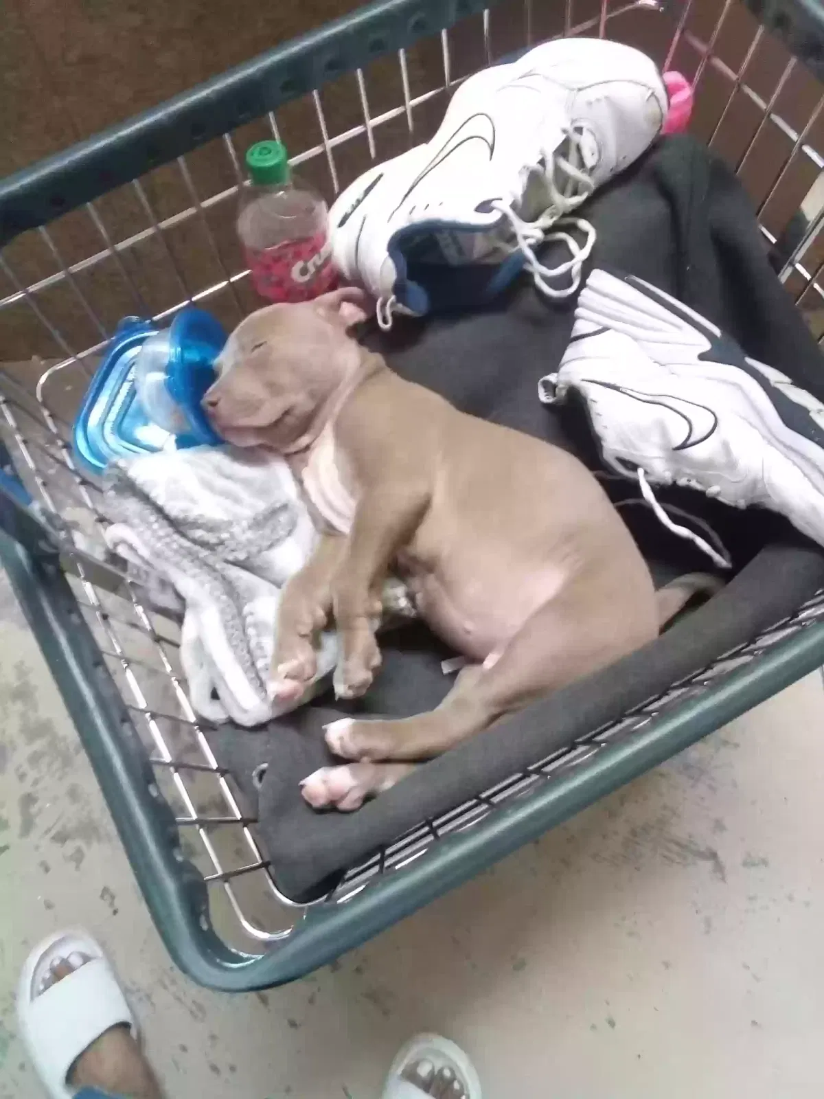 Lost dog in Indio, CA, 92203