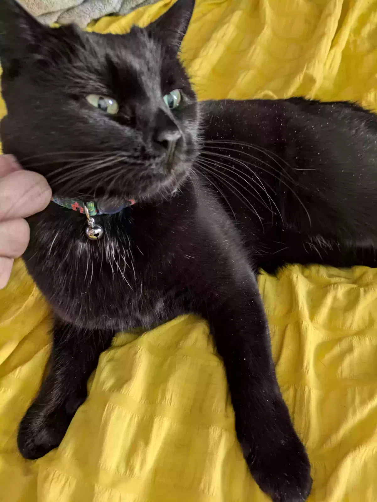 Found cat in Tyngsboro, MA, 1879