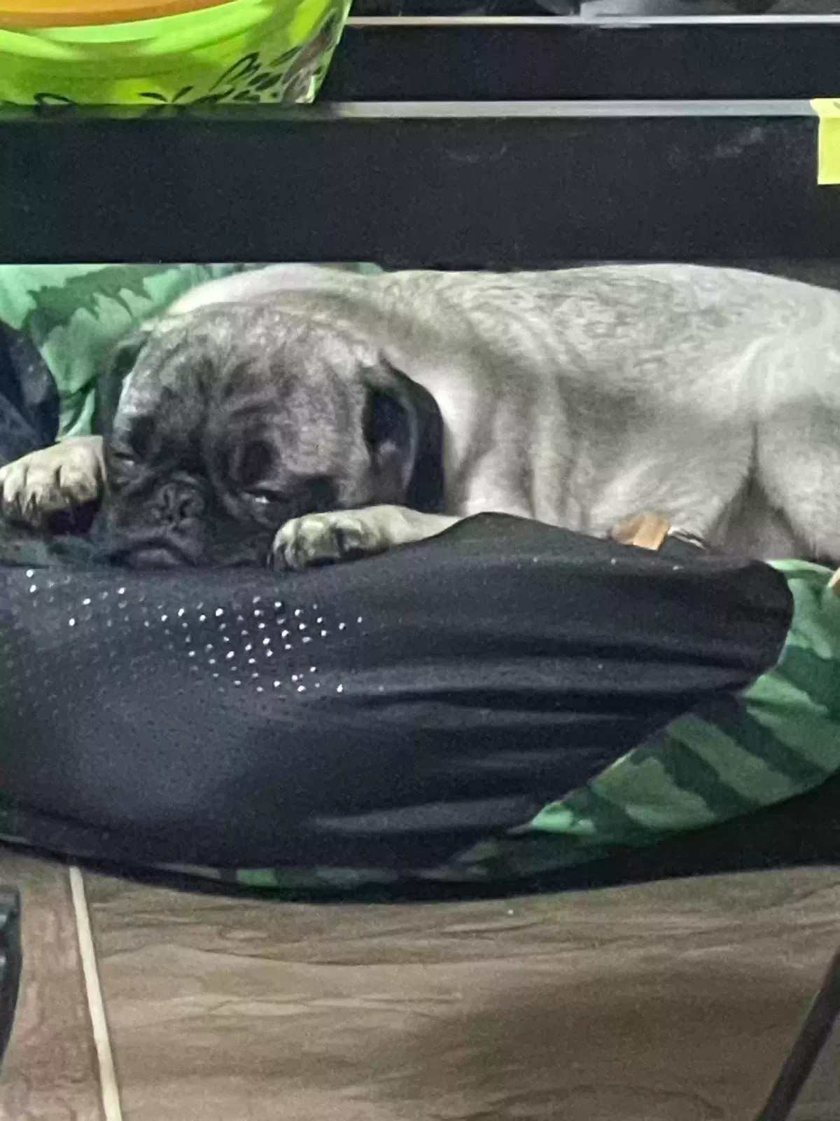 Lost dog in San Antonio, TX, 78223