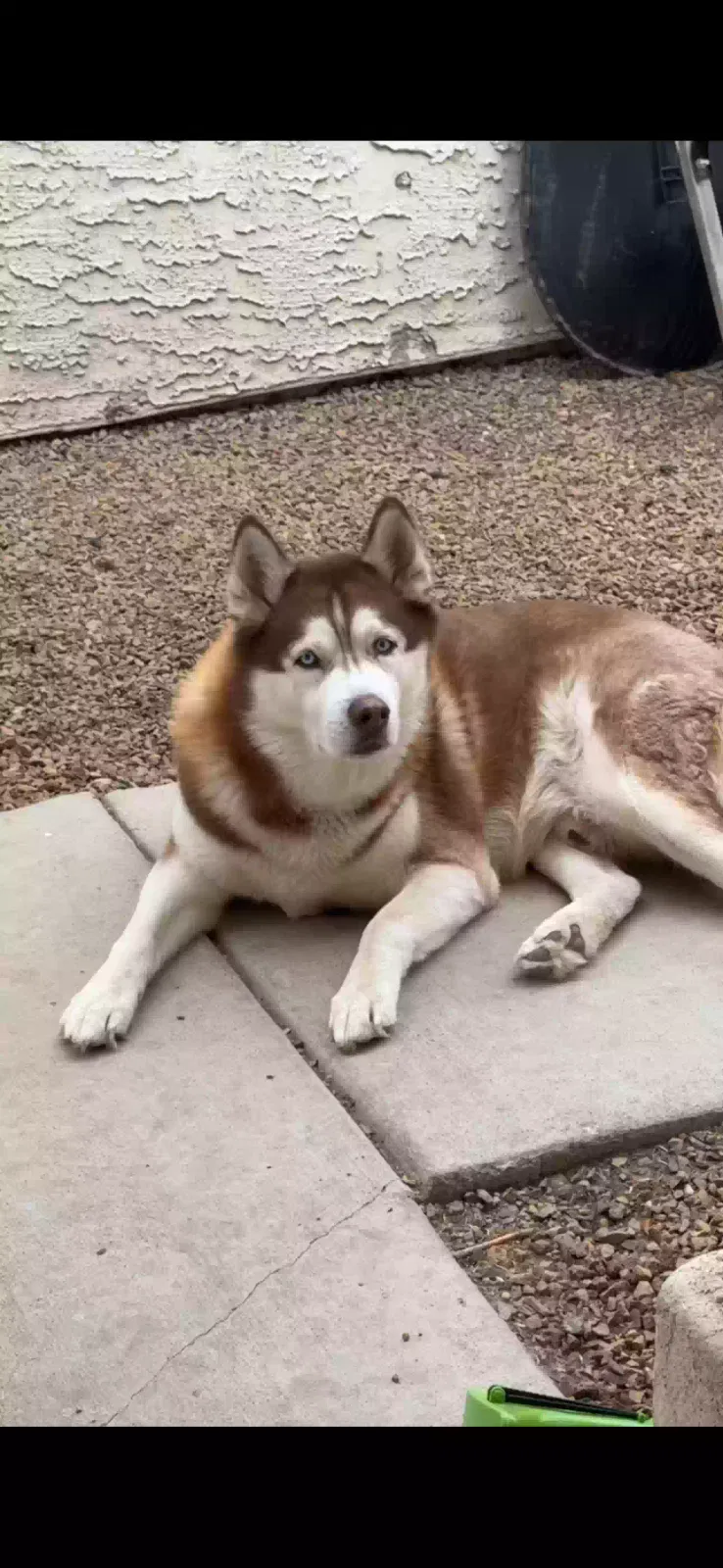 Lost dog in Las Vegas, NV, 89156