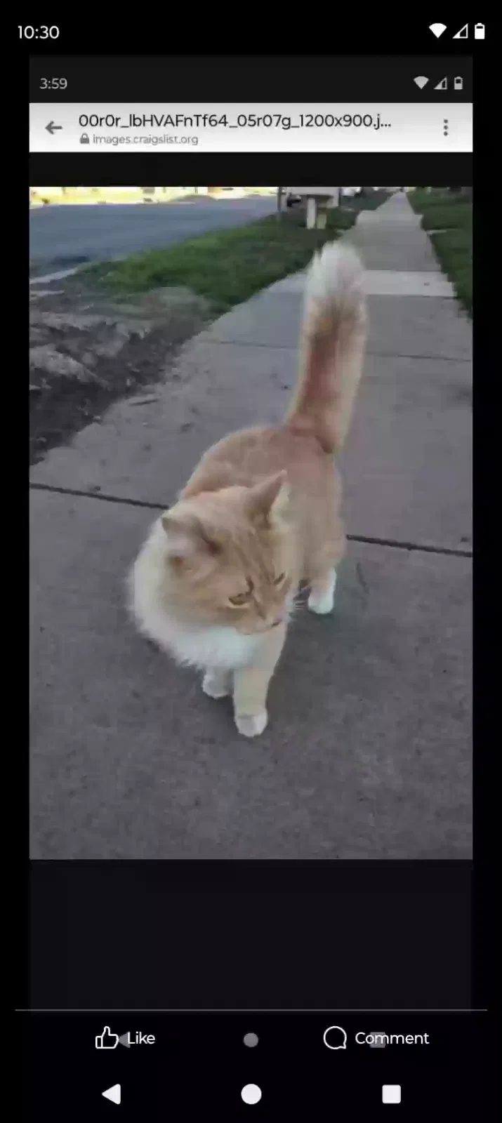 Lost cat in San Jose, CA, 95118