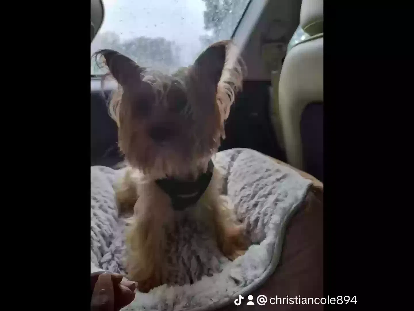 Lost dog in Grand Prairie, TX, 75052