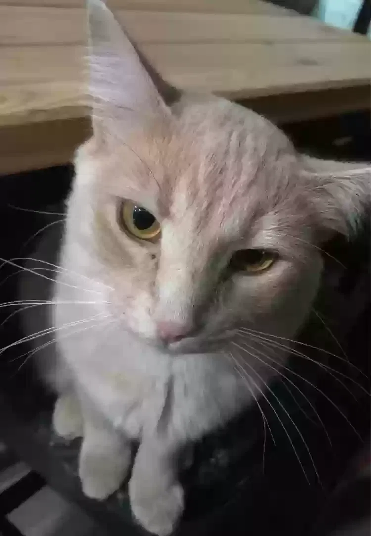 Lost cat in Rock Hill, SC, 29732
