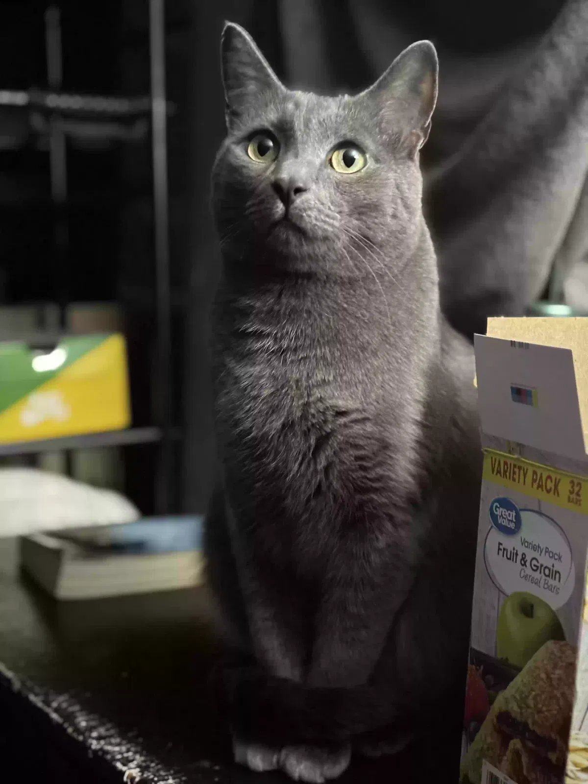 Lost cat in Fort Lawn, SC, 29714
