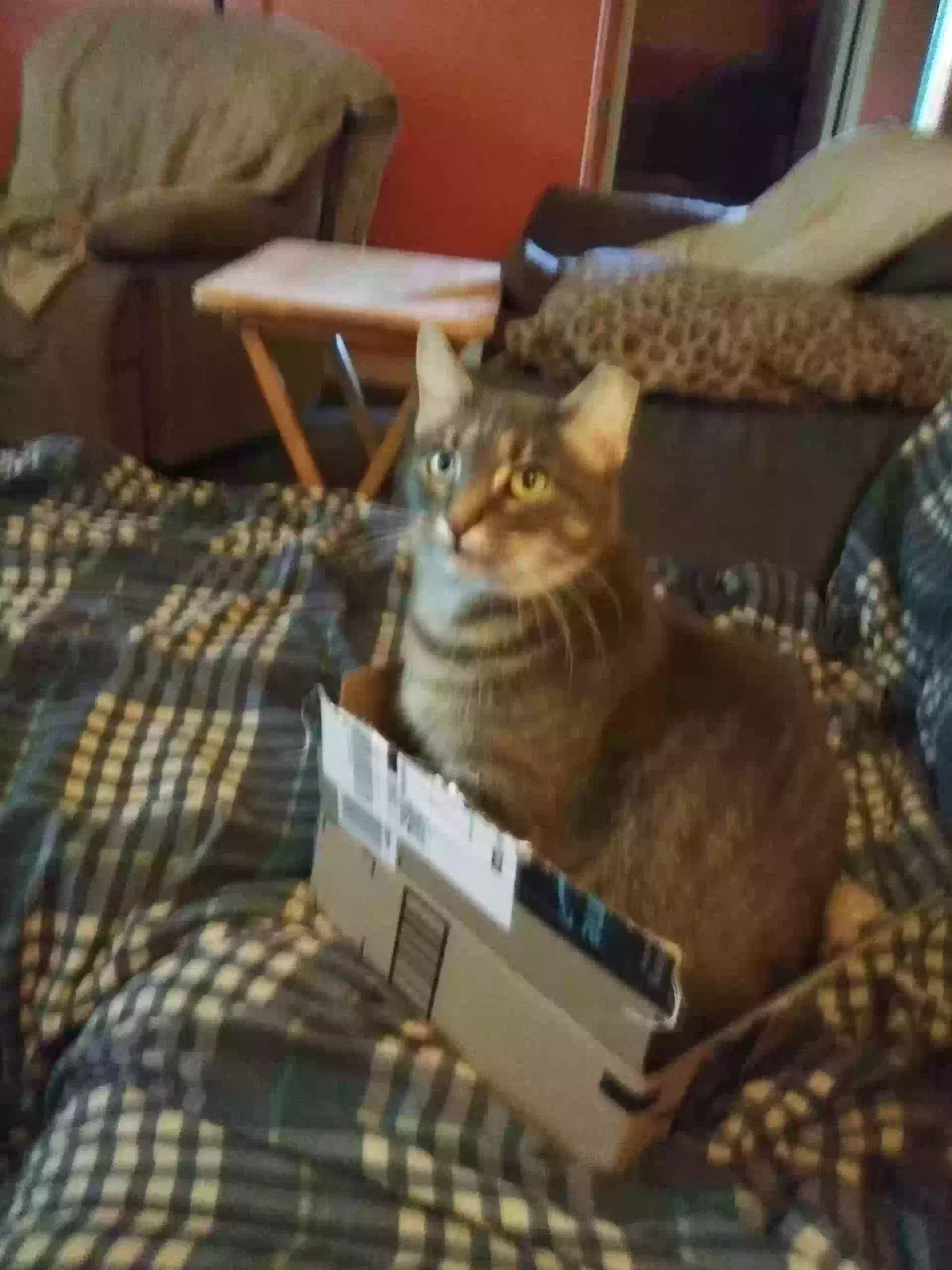 Lost cat in Cincinnati, OH, 45211
