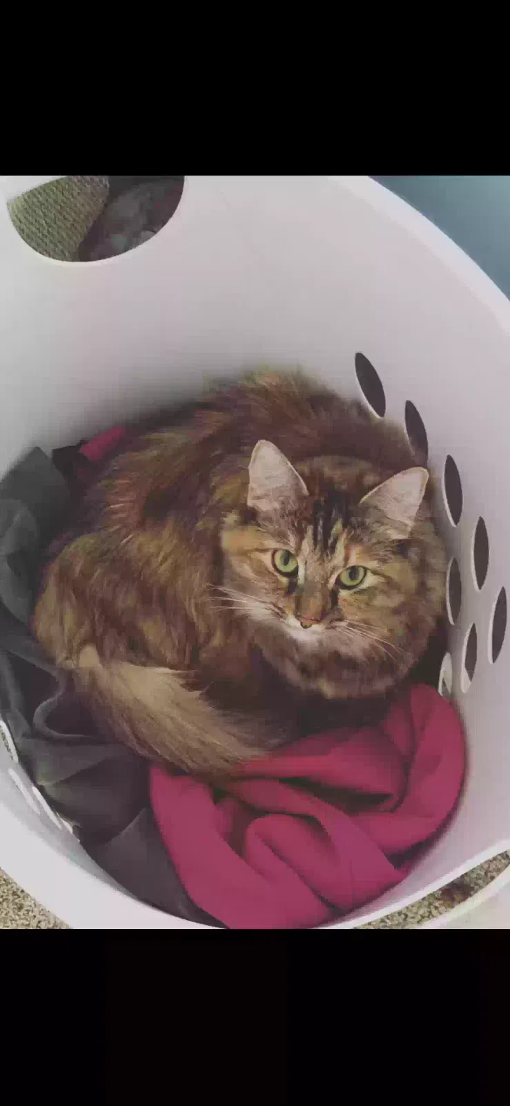 Lost cat in Fort Worth, TX, 76108