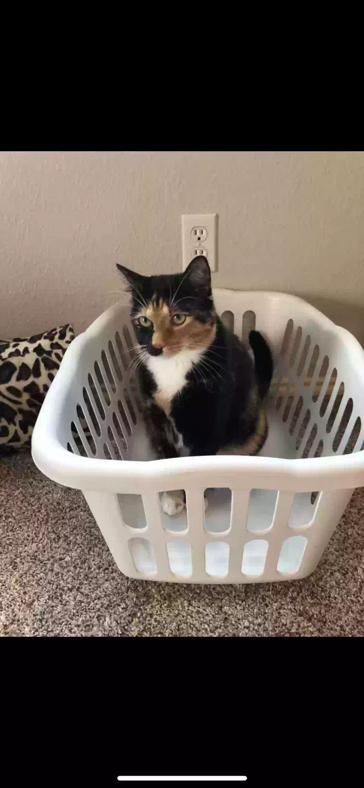 Lost cat in Fort Worth, TX, 76108