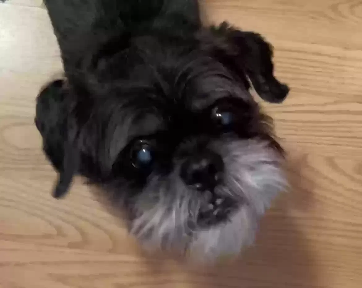 Lost dog in Chaska, MN, 55318