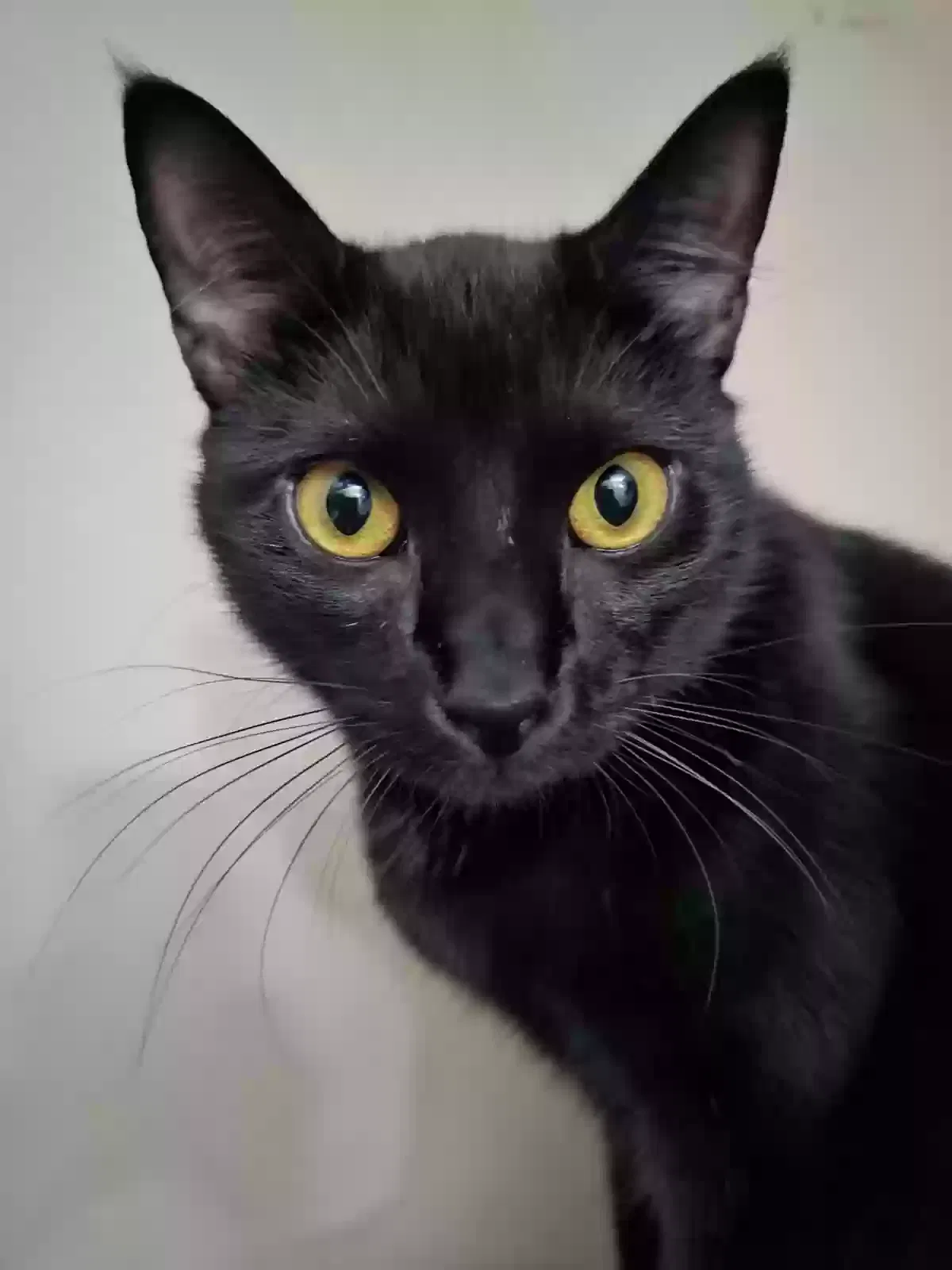 Lost cat in Lacombe, LA, 70445