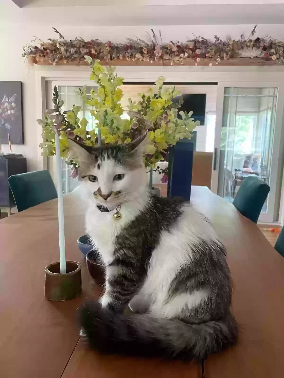 Lost cat in Saint Paul, MN, 55120