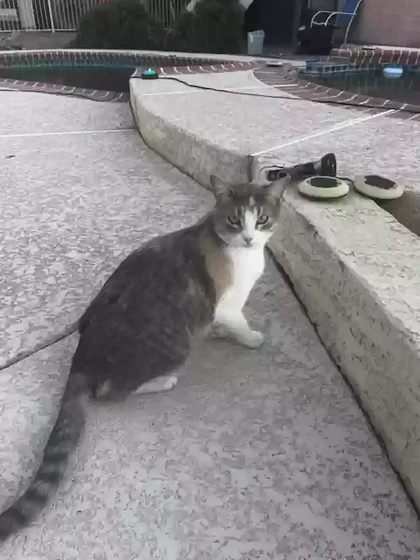 Lost cat in Goodyear, AZ, 85395