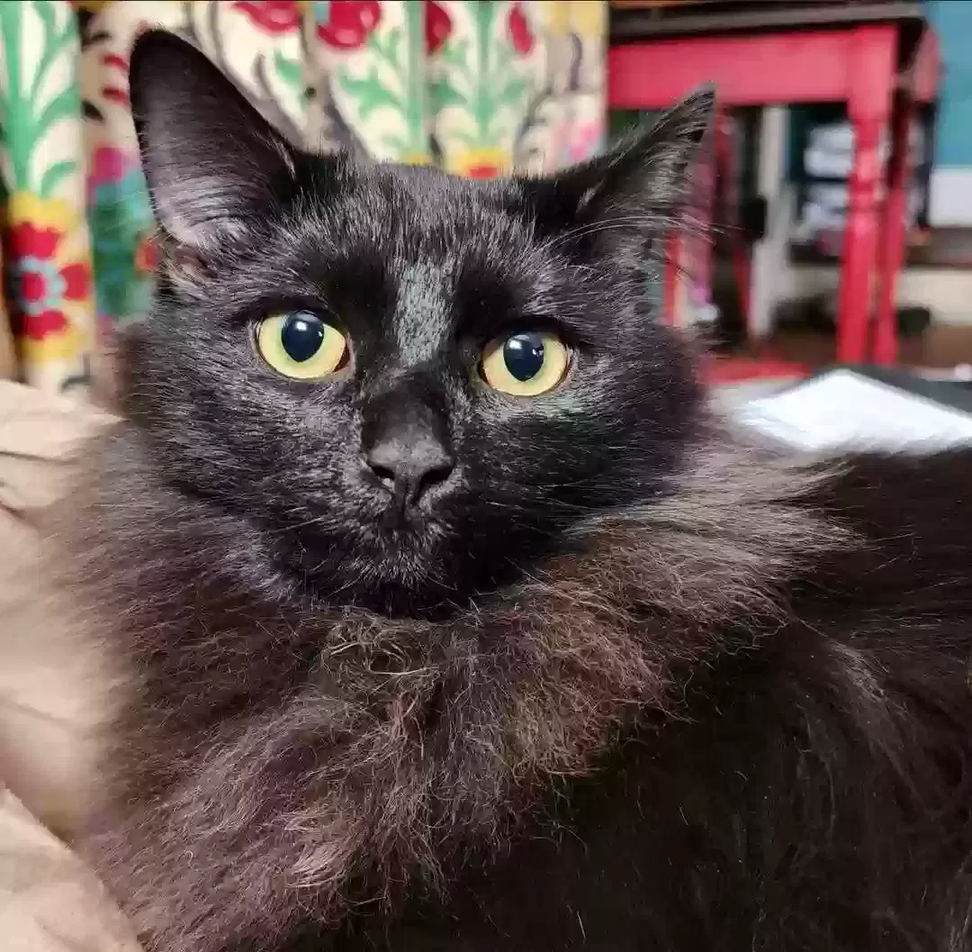 Lost cat in Pittsburgh, PA, 15212