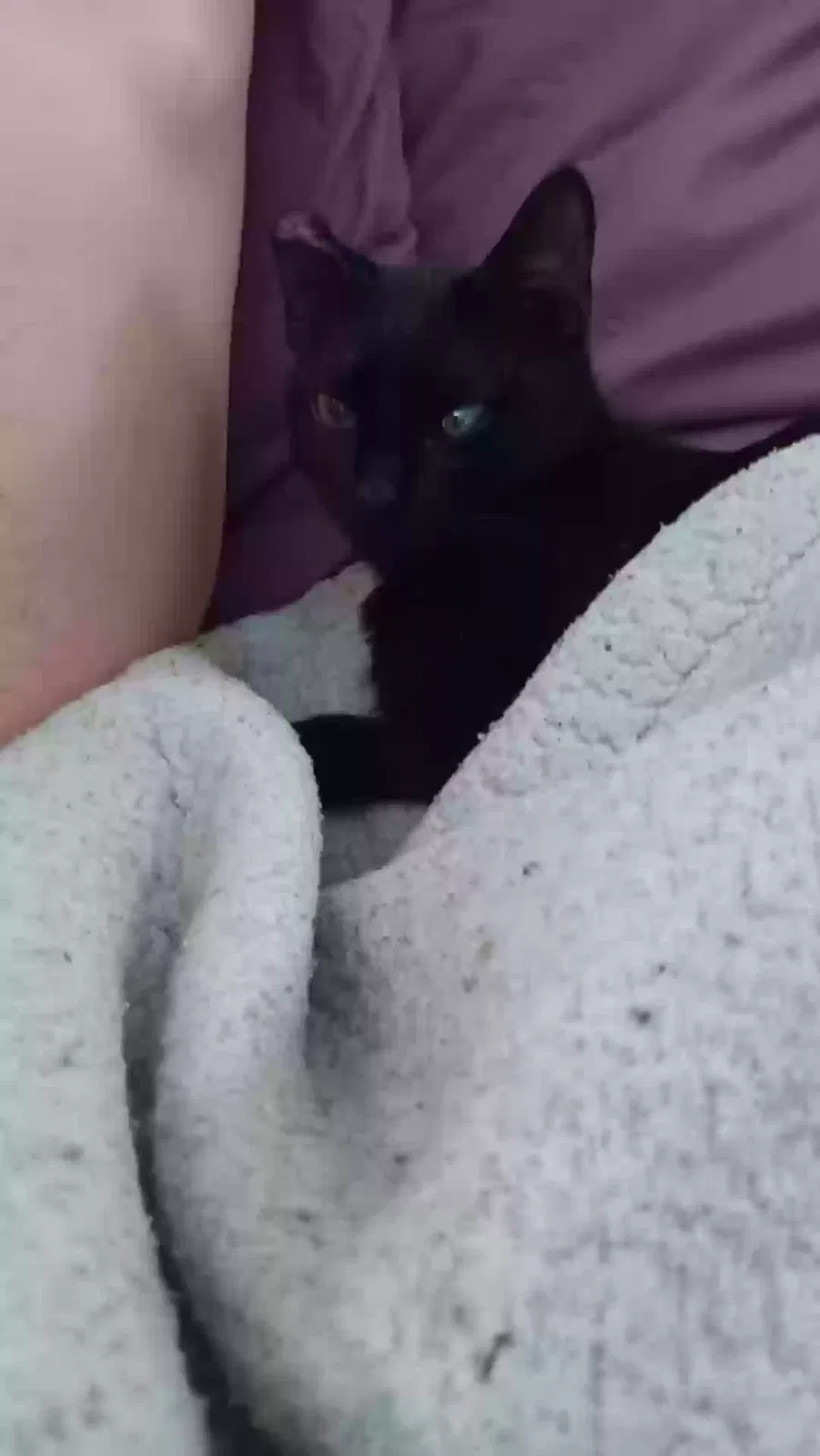 Lost cat in Rossville, GA, 30741