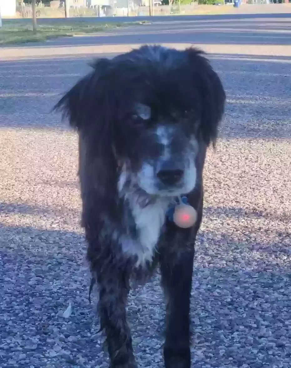 Lost dog in Menan, ID, 83434