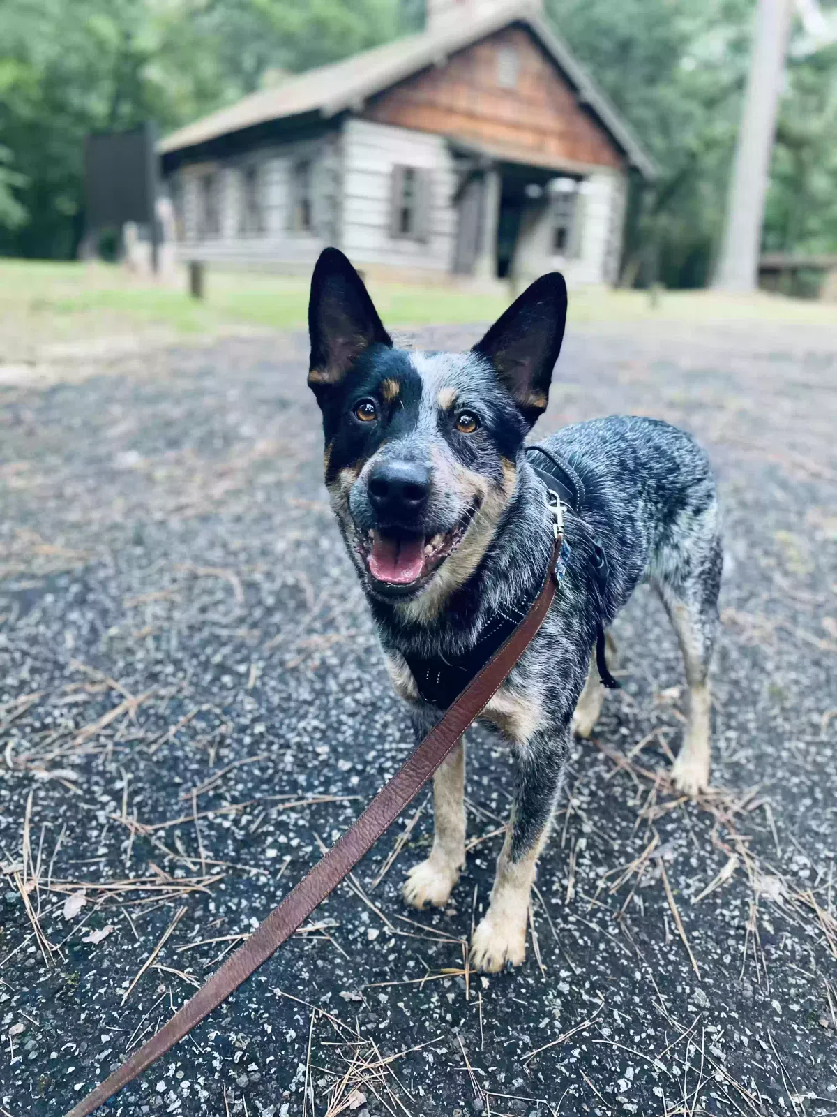 Lost dog in Houston, TX, 77084