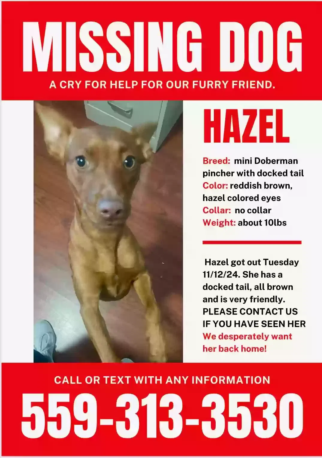Lost dog in Fresno, CA, 93705