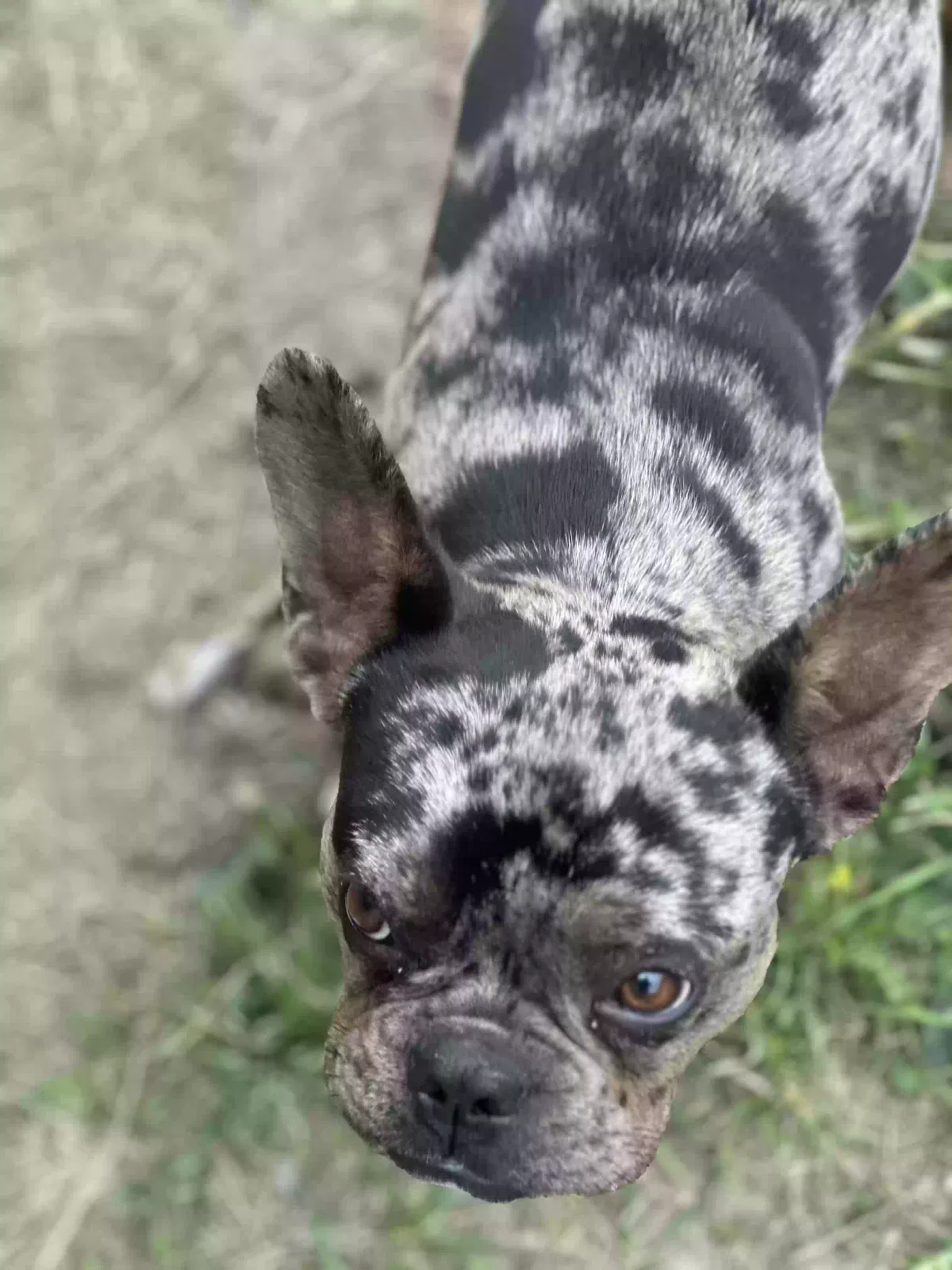Lost dog in San Antonio, TX, 78245
