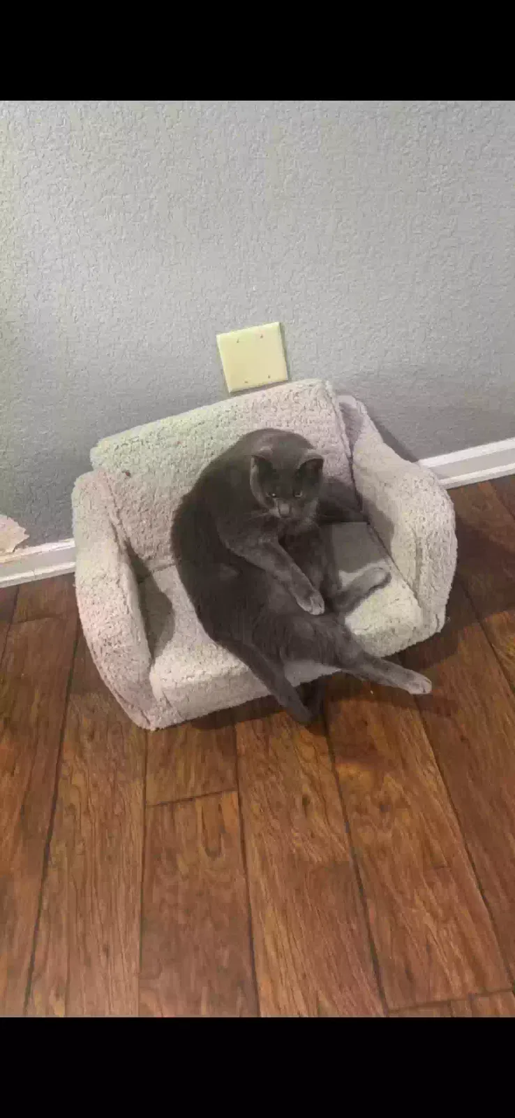 Lost cat in Enumclaw, WA, 98022