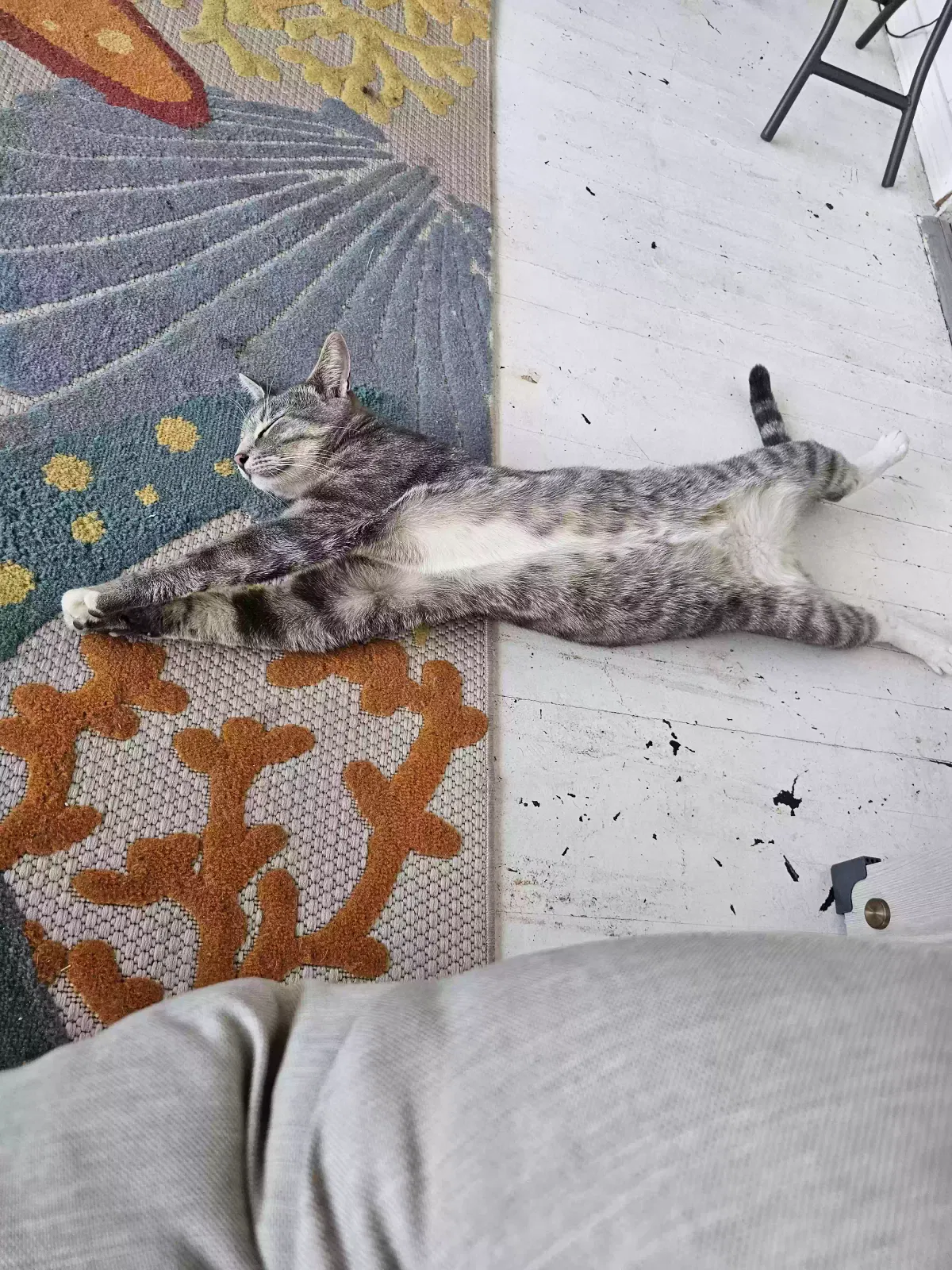 Lost cat in Evansville, IN, 47720