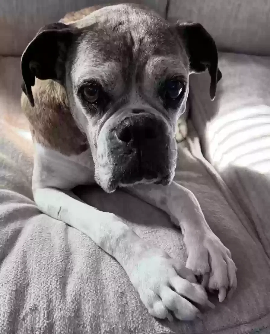 Lost dog in Bakersfield, CA, 93312