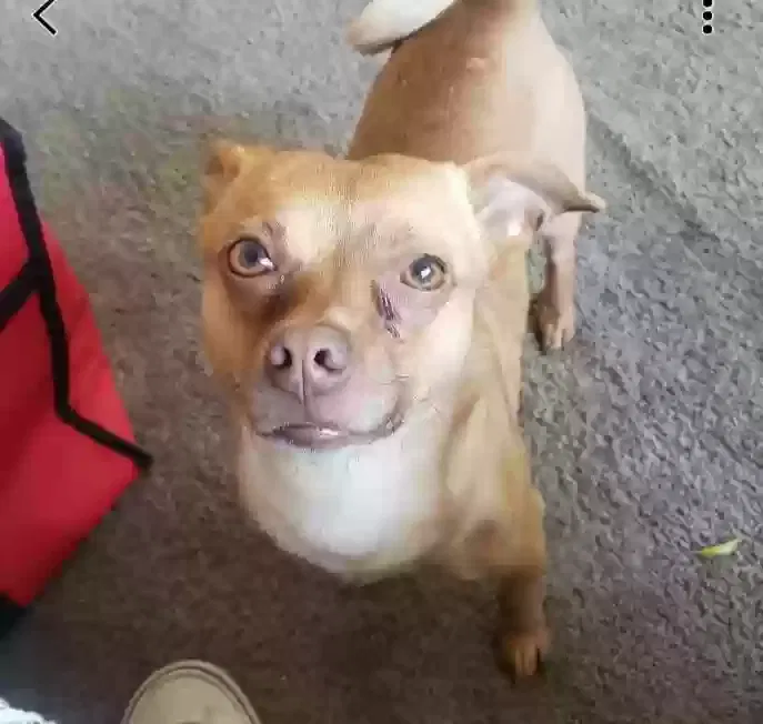 Lost dog in El Sobrante, CA, 94803