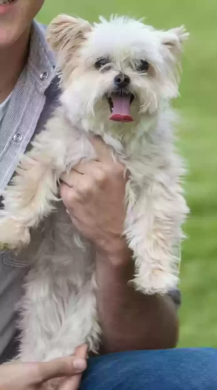 Lost dog in West Chester, OH, 45069