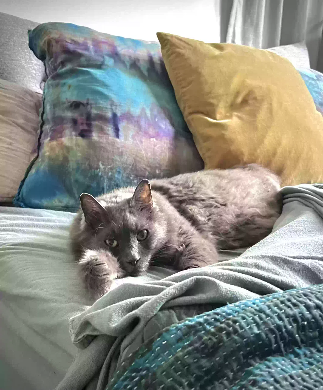 Lost cat in Portland, OR, 97217