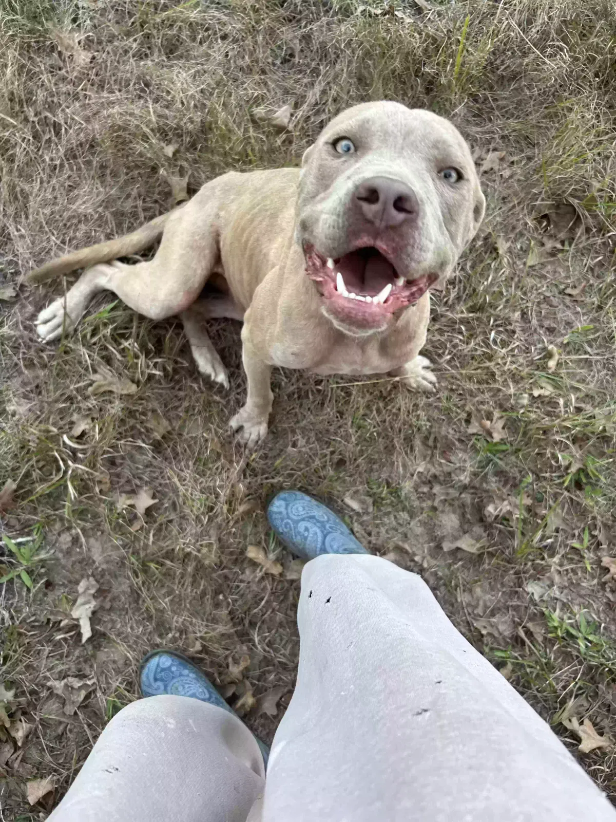Found dog in Bedias, TX, 77831