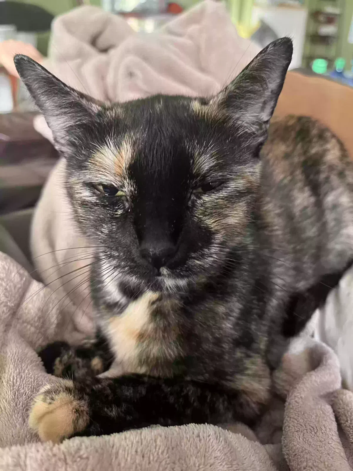 Lost cat in Spring Hill, FL, 34609