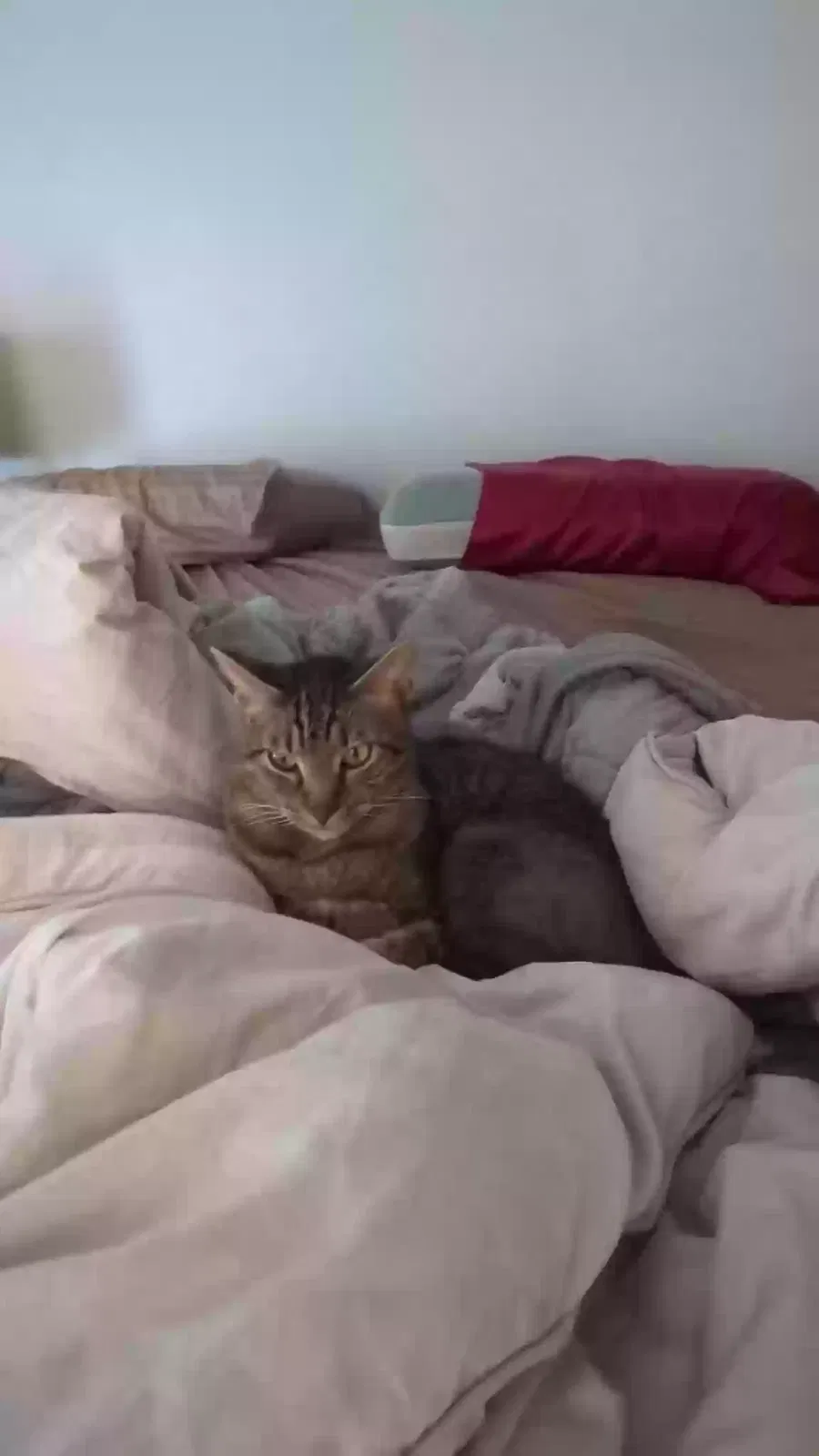 Lost cat in Houston, TX, 77071