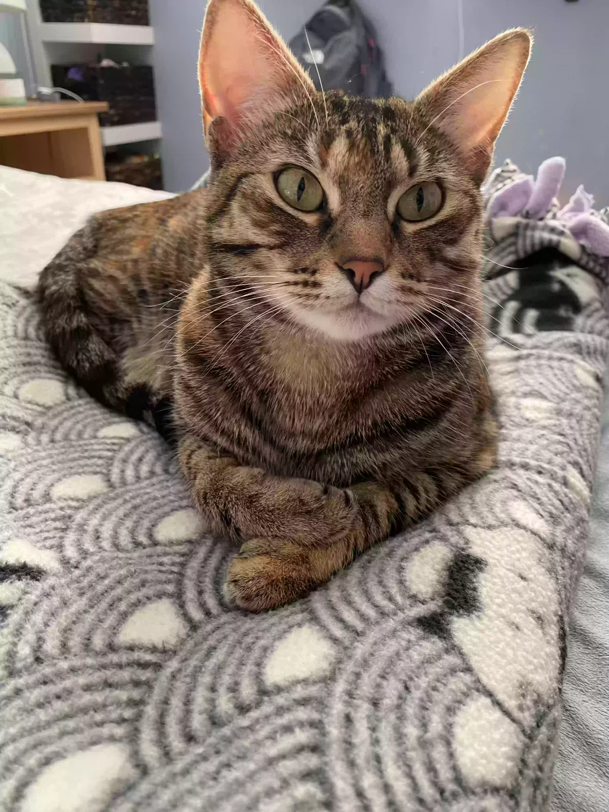 Lost cat in El Cajon, CA, 92020