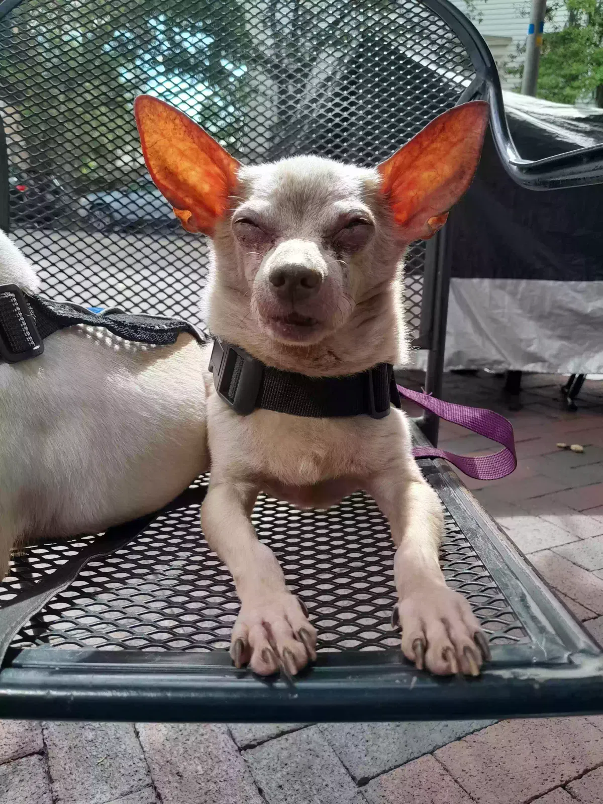 Lost dog in North Charleston, SC, 29405