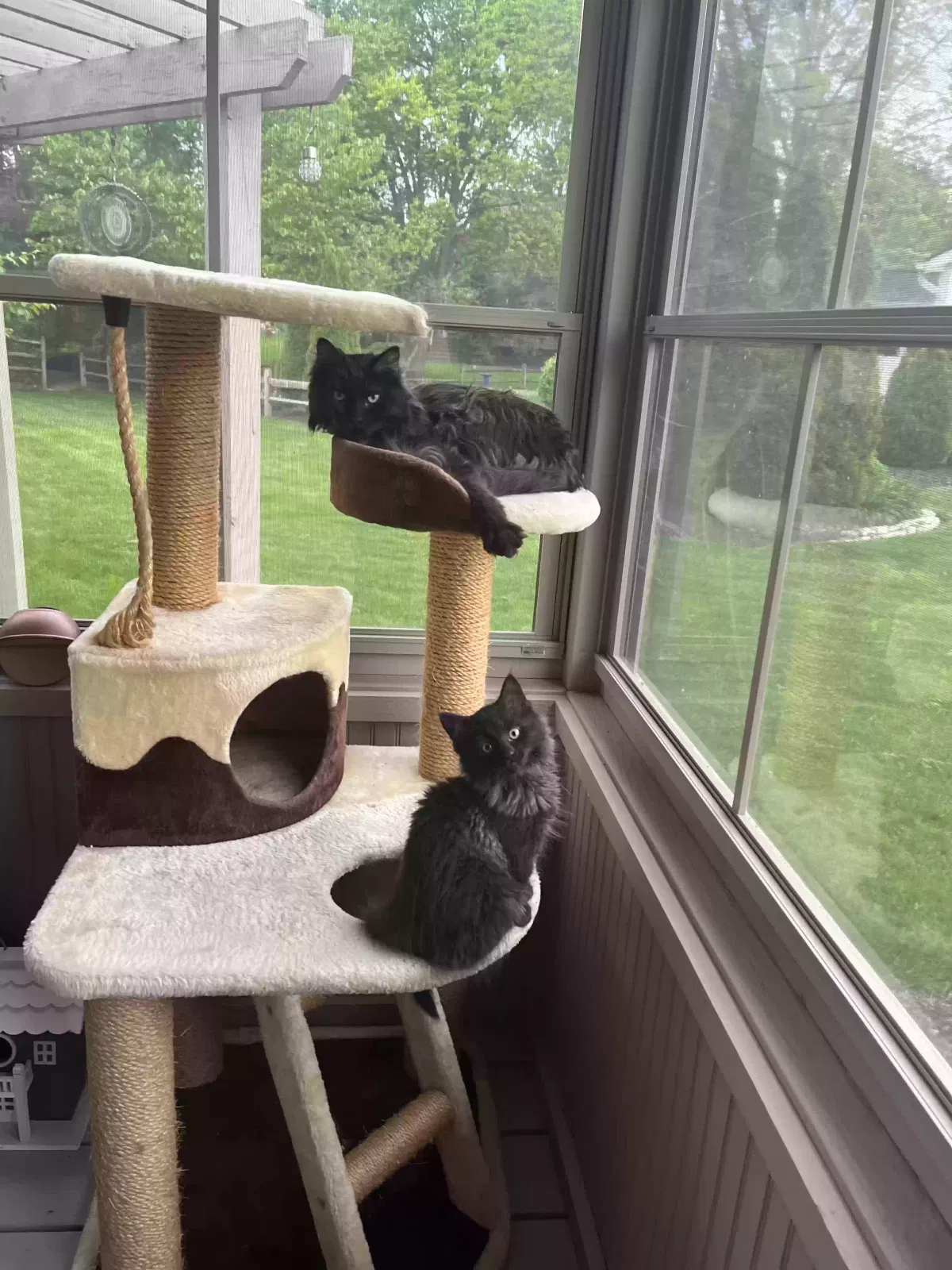 Lost cat in Hilliard, OH, 43026