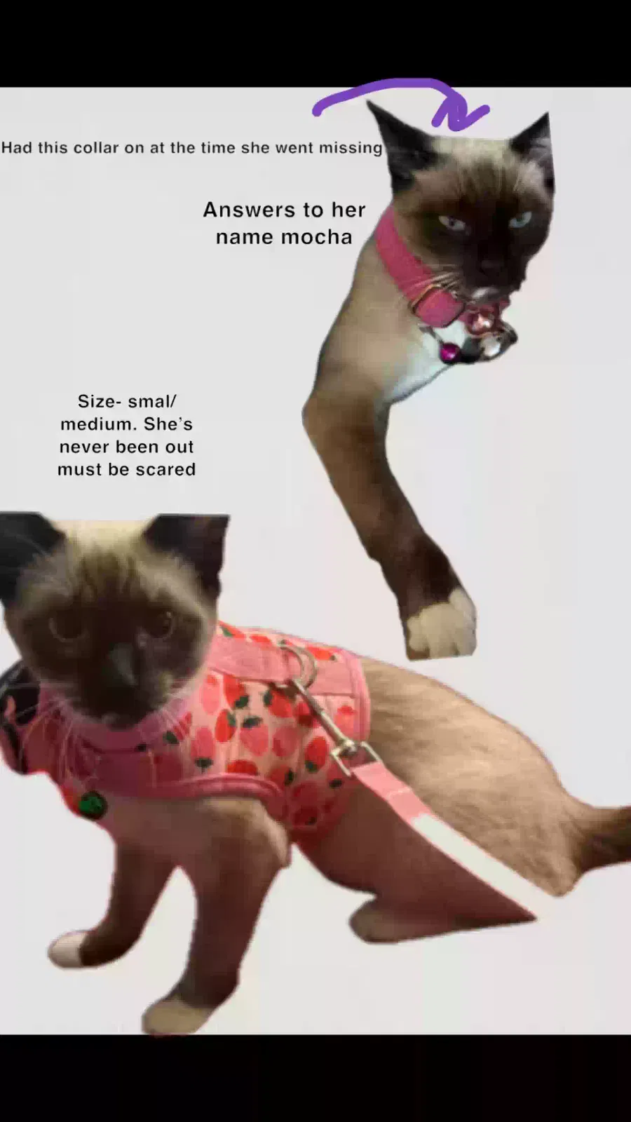 Lost cat in Brooklyn, NY, 11224