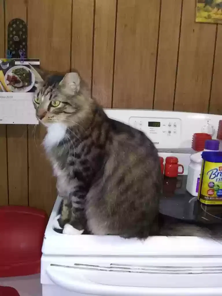 Lost cat in Driftwood, TX, 78619