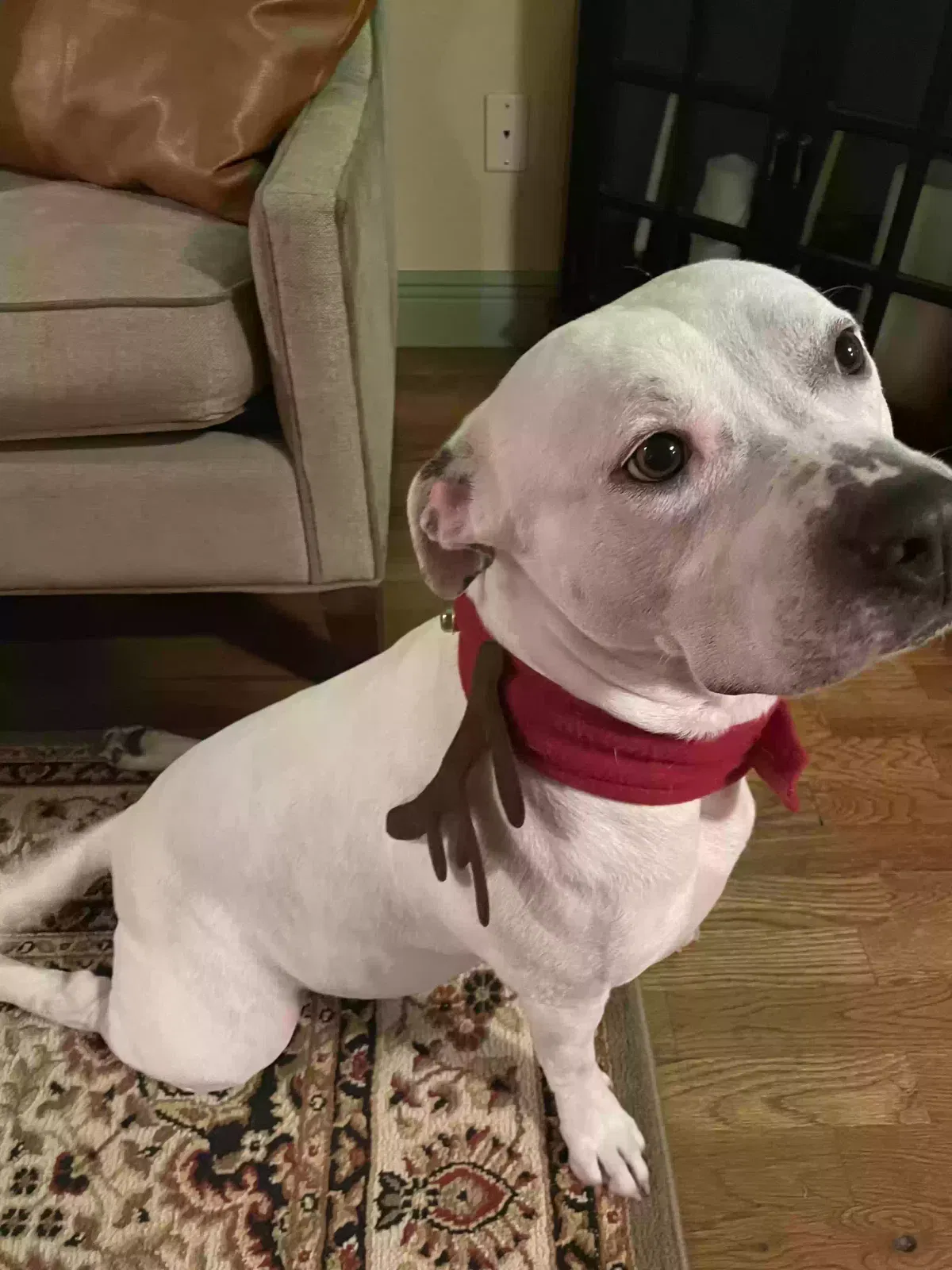 Lost dog in Fort Lauderdale, FL, 33315