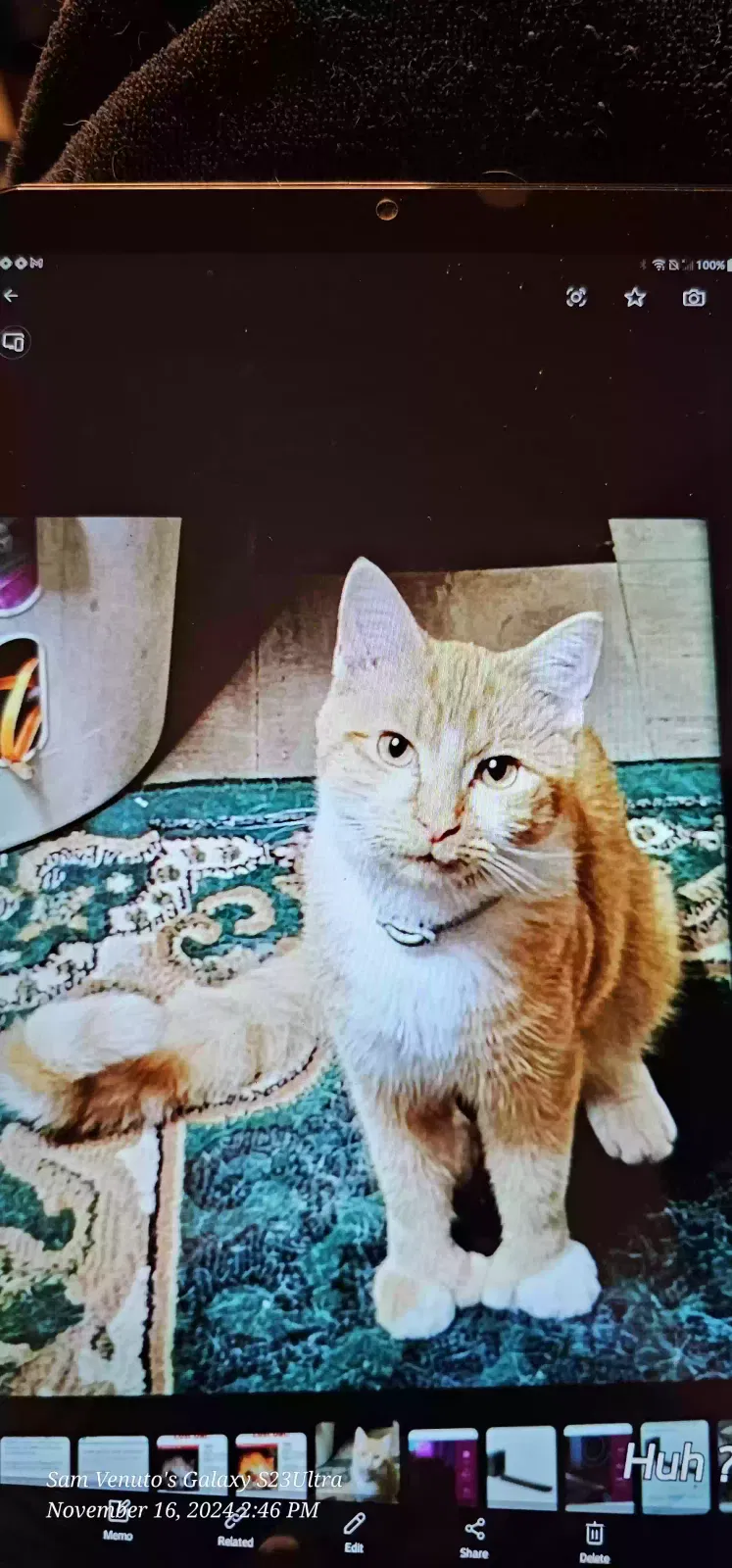 Lost cat in Wilmington, DE, 19804