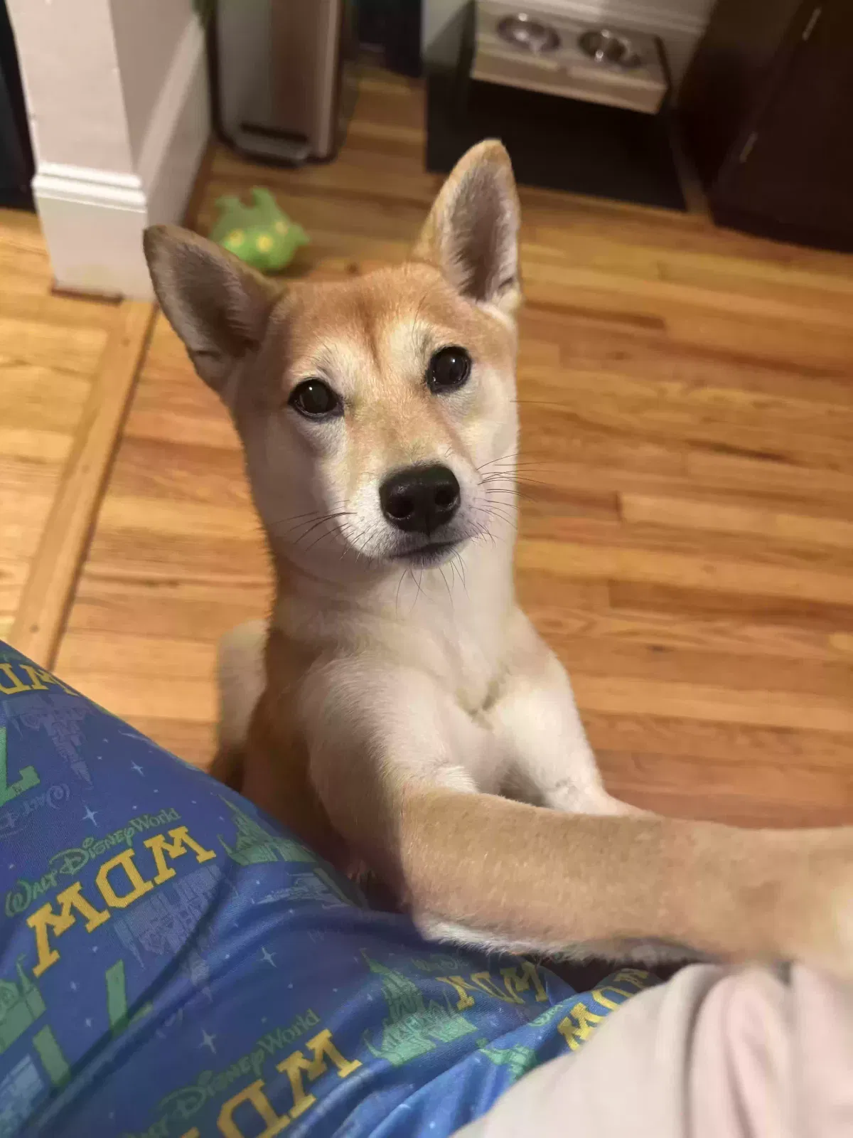 Lost dog in Fayetteville, NC, 28305