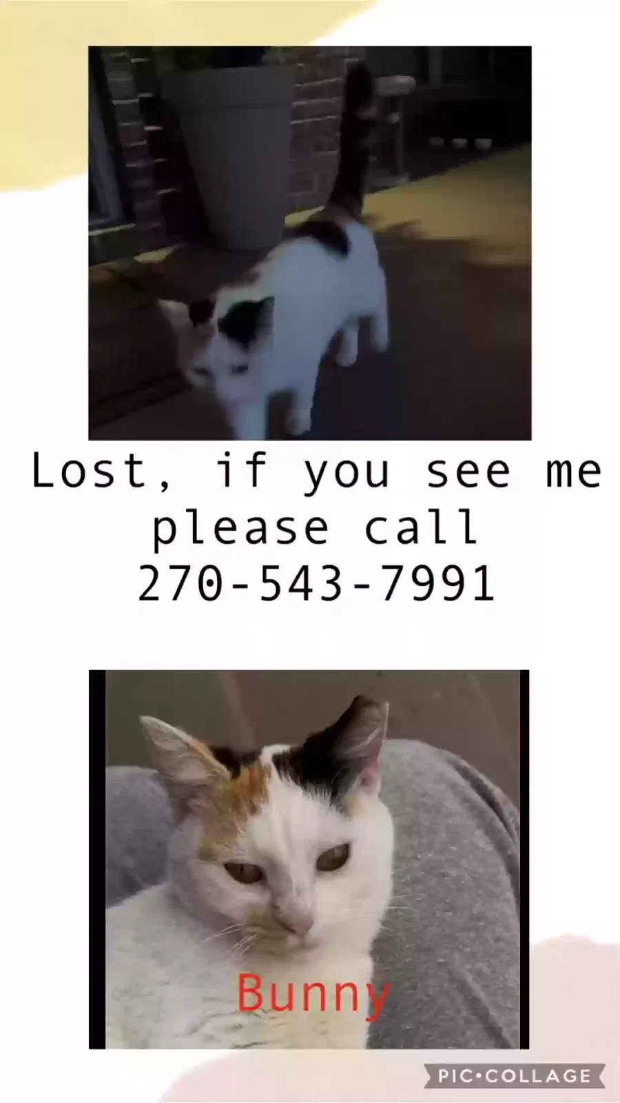 Lost cat in Clarksville, TN, 37043