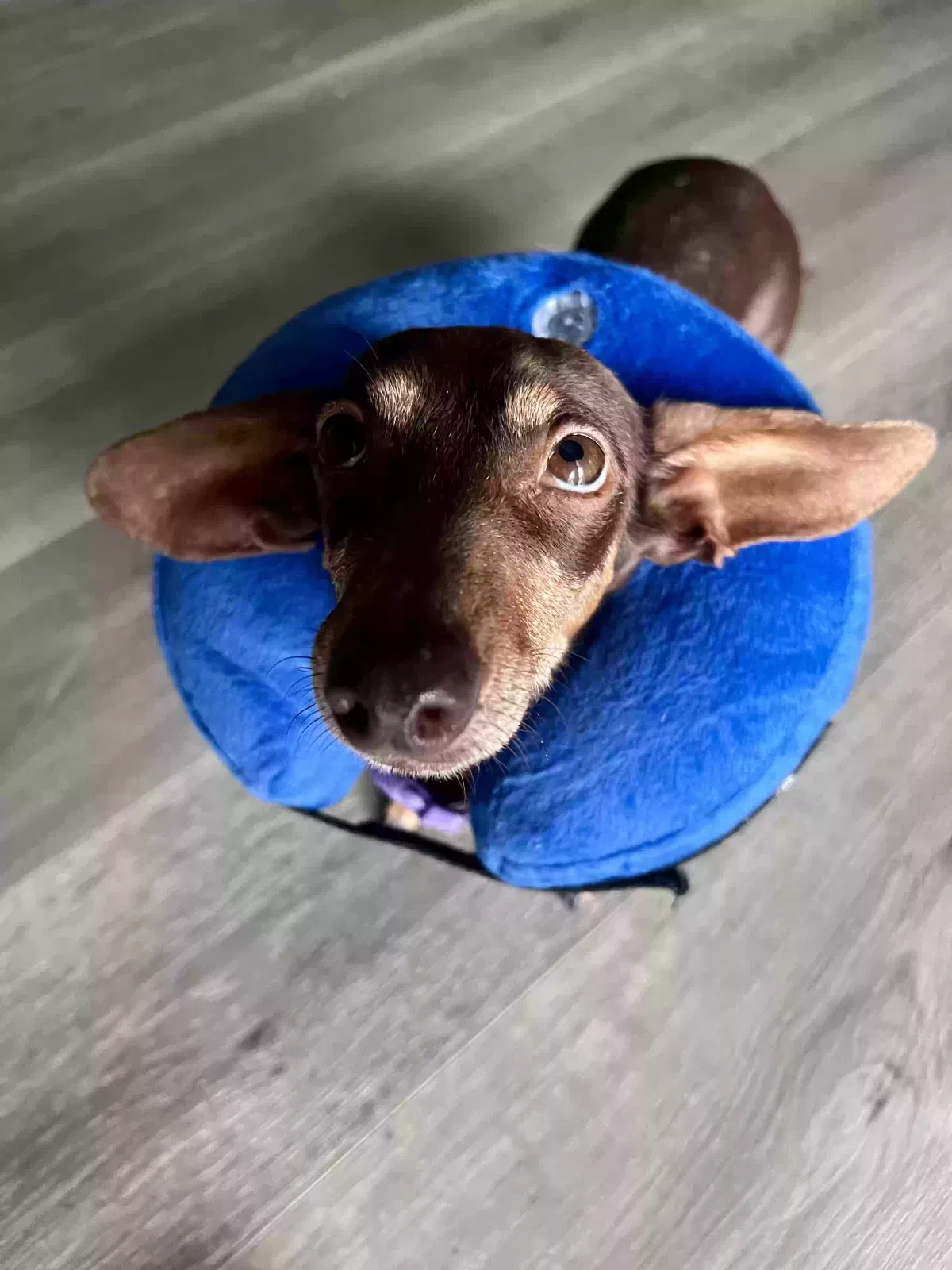 Lost dog in Signal Hill, CA, 90755