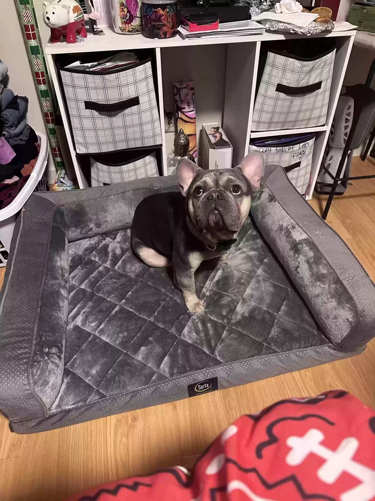 Lost dog in Sunnyvale, CA, 94085