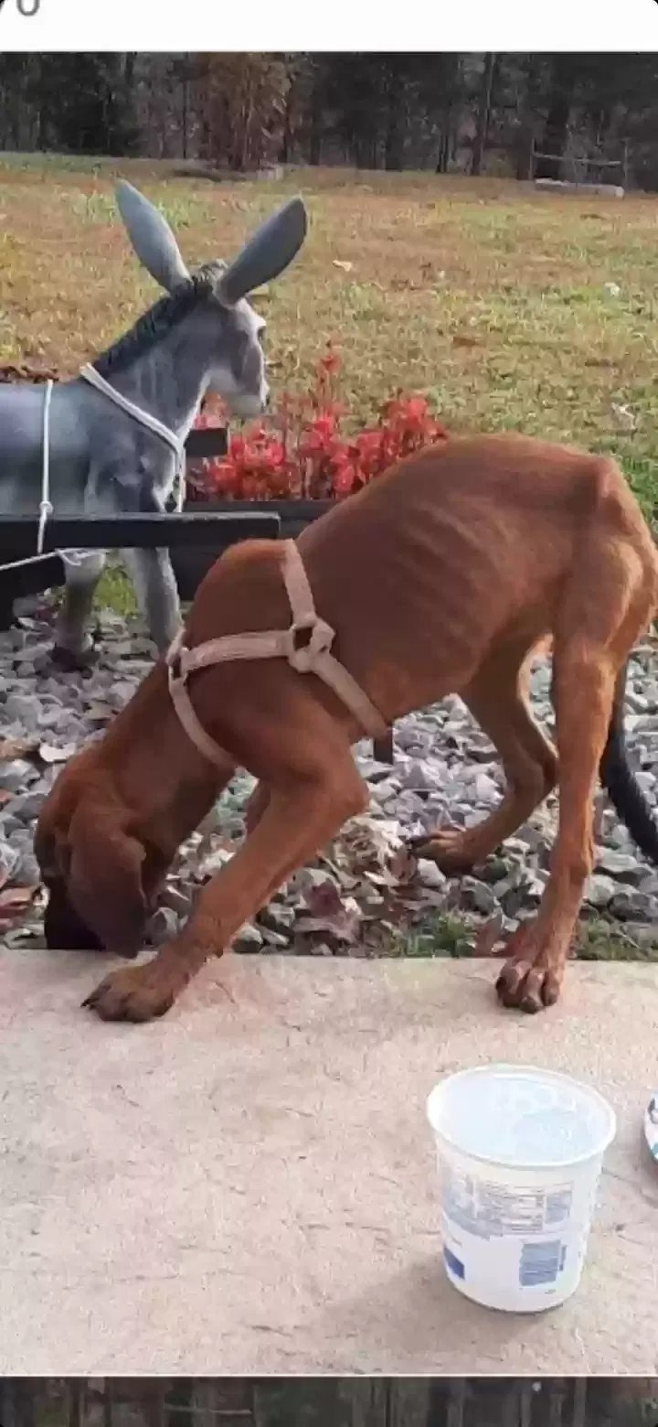 Found dog in Buchanan, TN, 38222