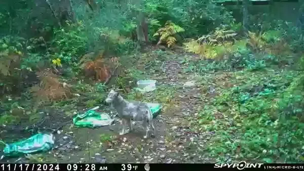Lost dog in Gig Harbor, WA, 98335
