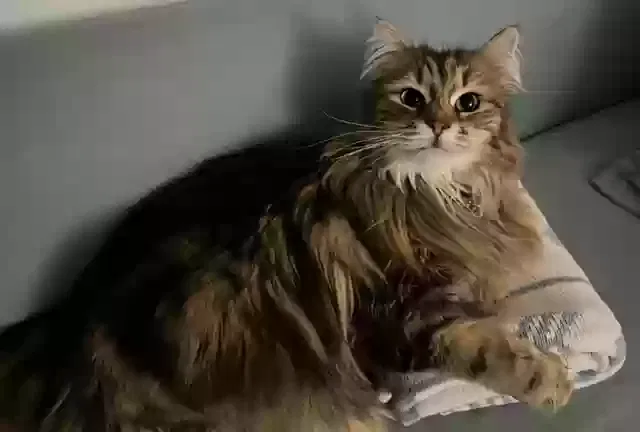 Lost cat in Waltham, MA, 2451